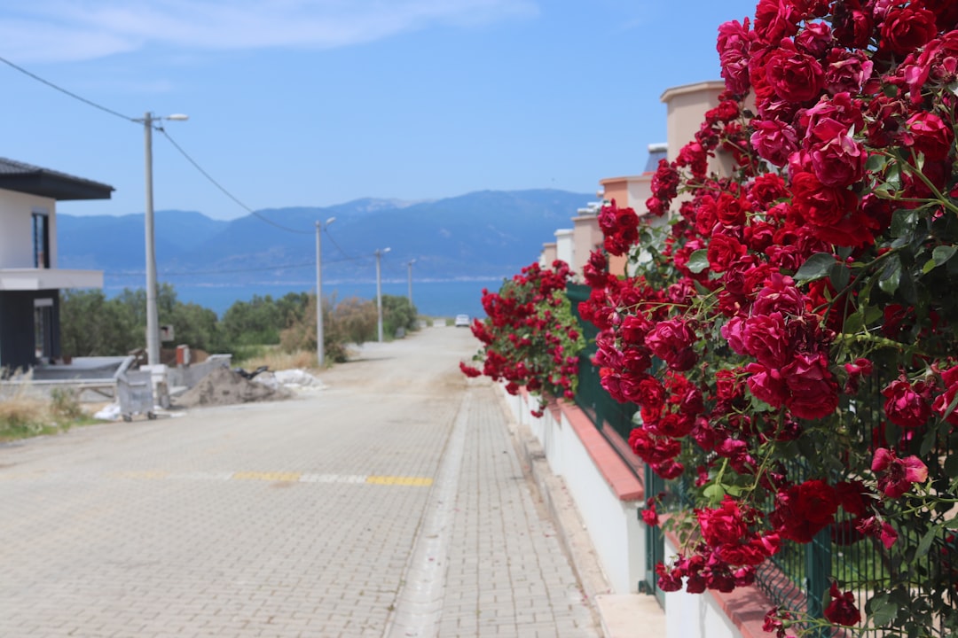 iPhone ve iPad tamiri — Burhaniye, Balıkesir